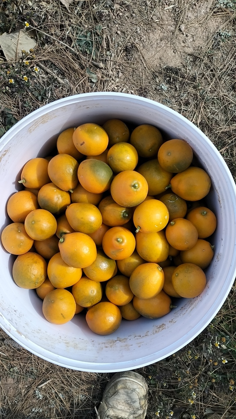 大凉山脆蜜金桔