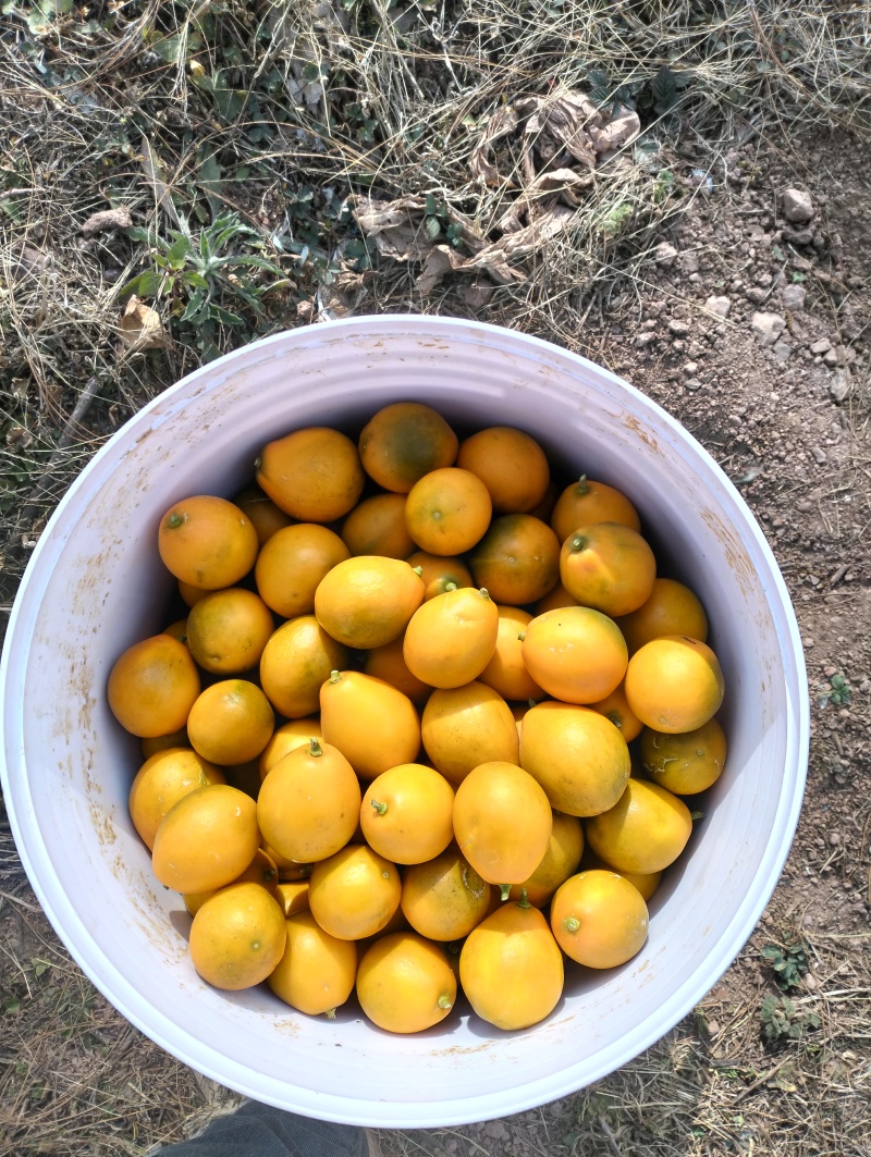 大凉山脆蜜金桔