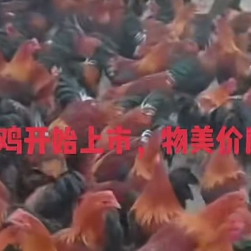 300天阉鸡