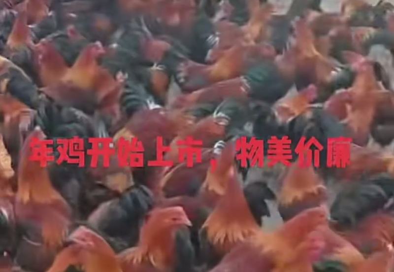 300天阉鸡