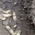 高山红麻零代种出售