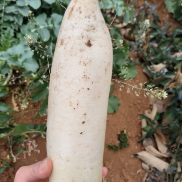 白萝卜，皮薄肉厚，新鲜味甜