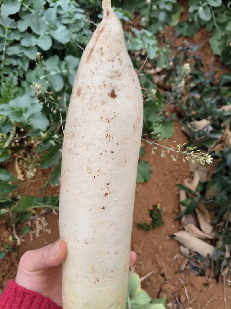 白萝卜，皮薄肉厚，新鲜味甜