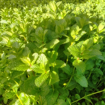 薄荷