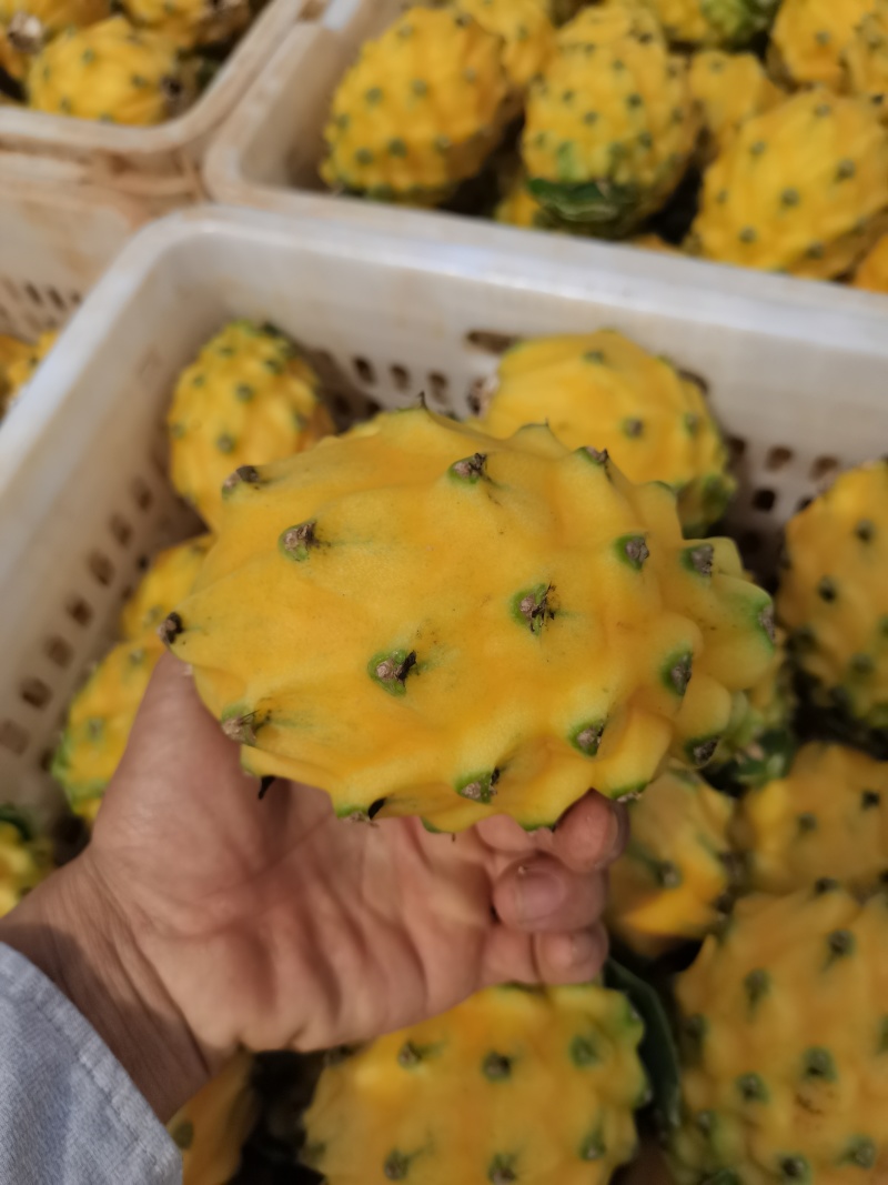 产地燕窝果联系电话***********