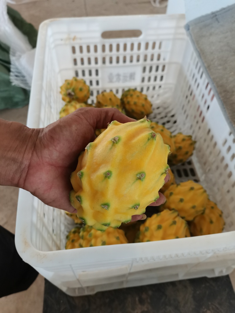 产地燕窝果联系电话***********