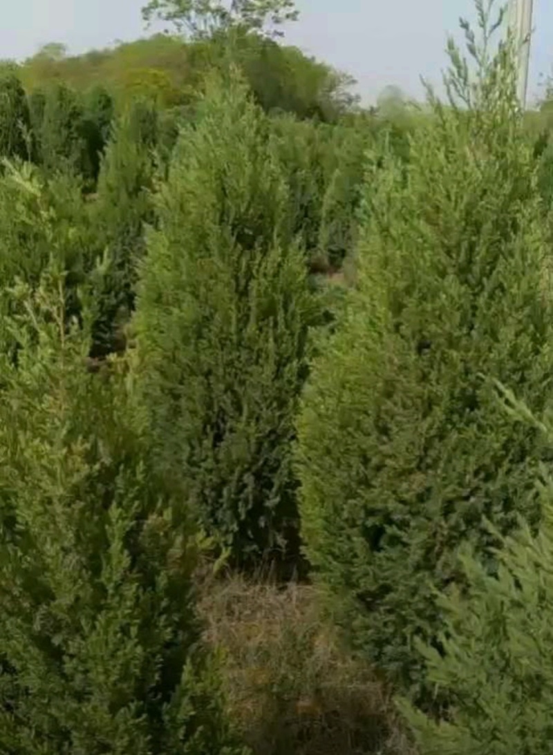 蜀桧高度2米