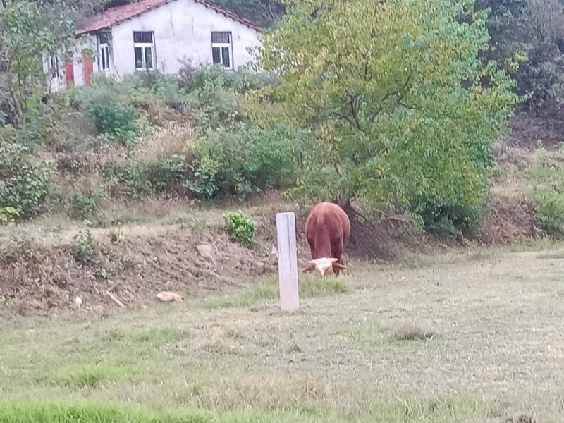 土黄牛
