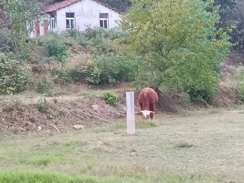 土黄牛