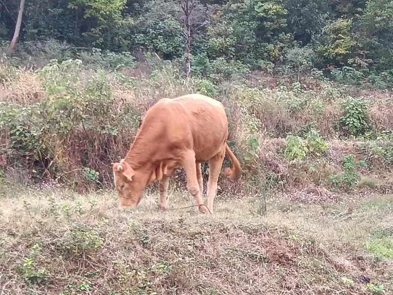 土黄牛