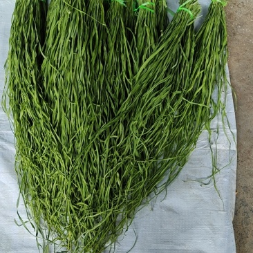 贡菜贡菜现货