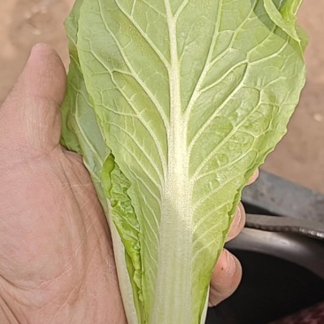 快菜