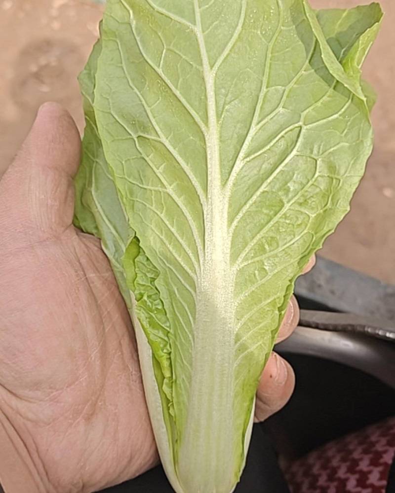 快菜