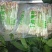精品花生芽