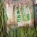 精品花生芽