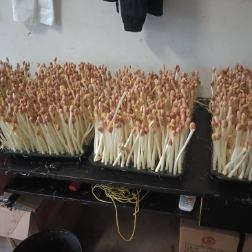 精品花生芽