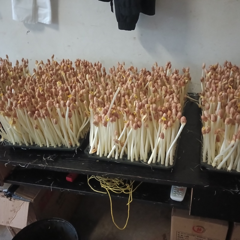 精品花生芽