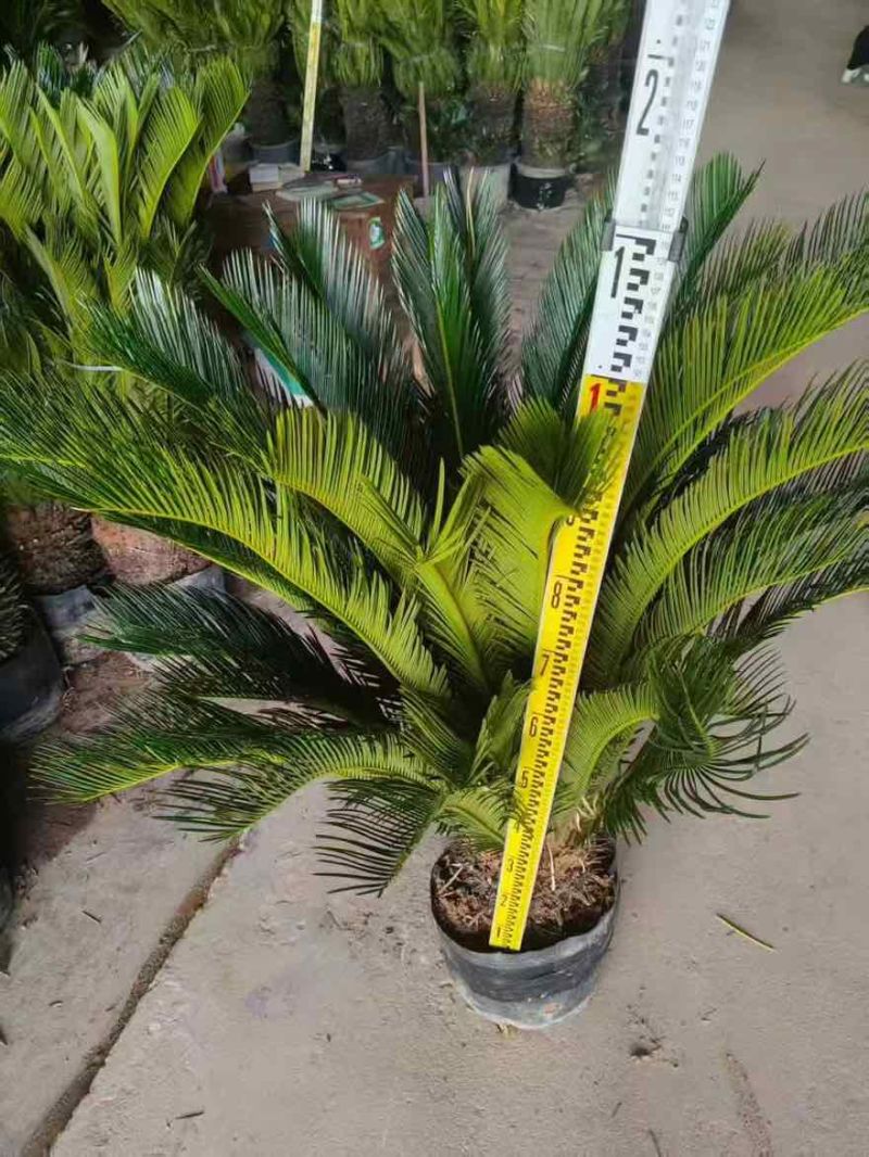 苏铁(铁树)50-200，各种规格，大量低价出售