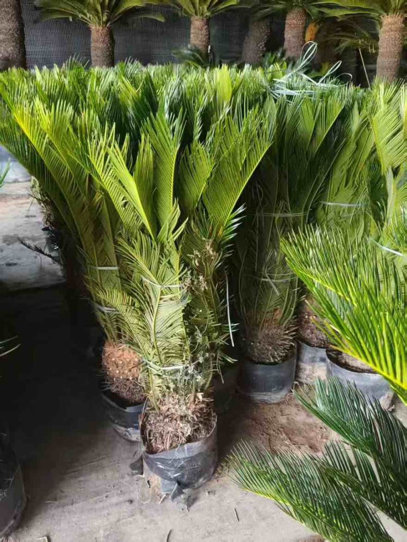 苏铁(铁树)50-200，各种规格，大量低价出售