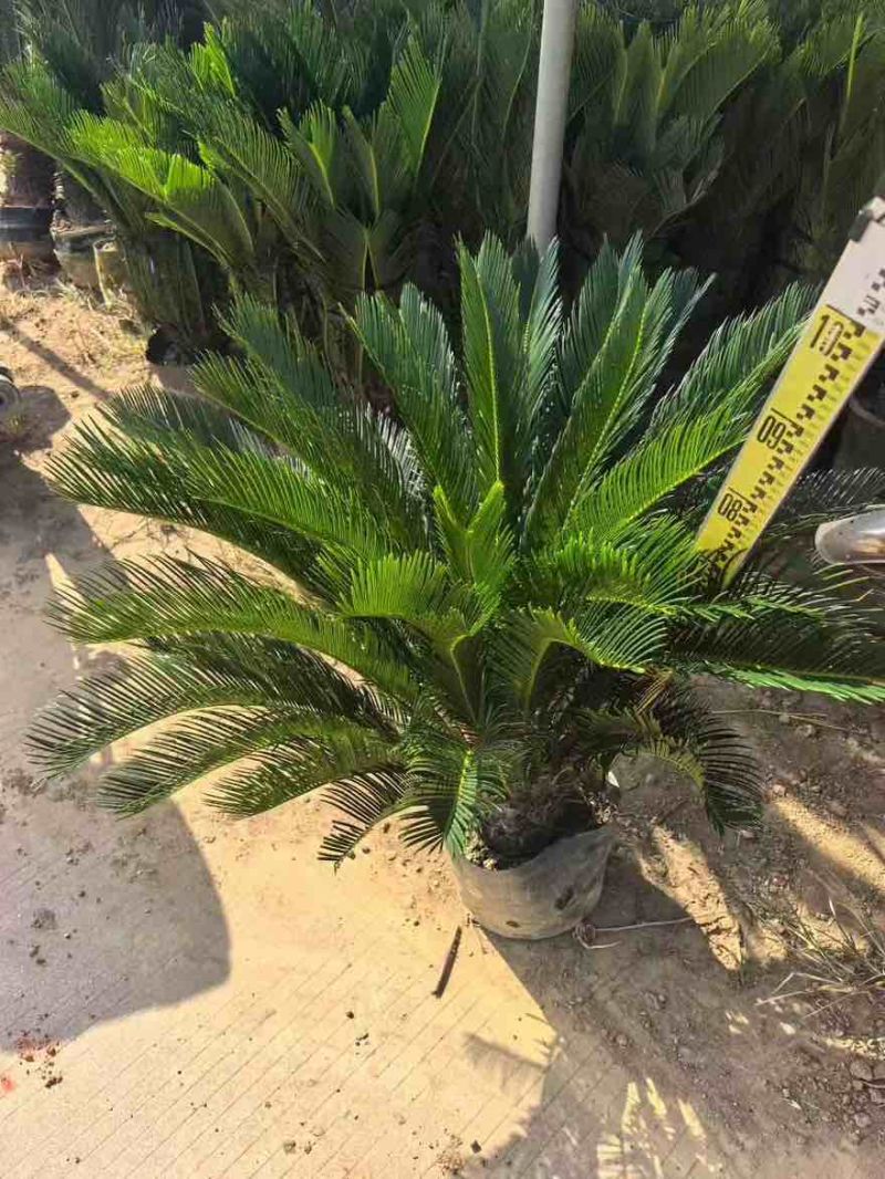 苏铁(铁树)50-200，各种规格，大量低价出售
