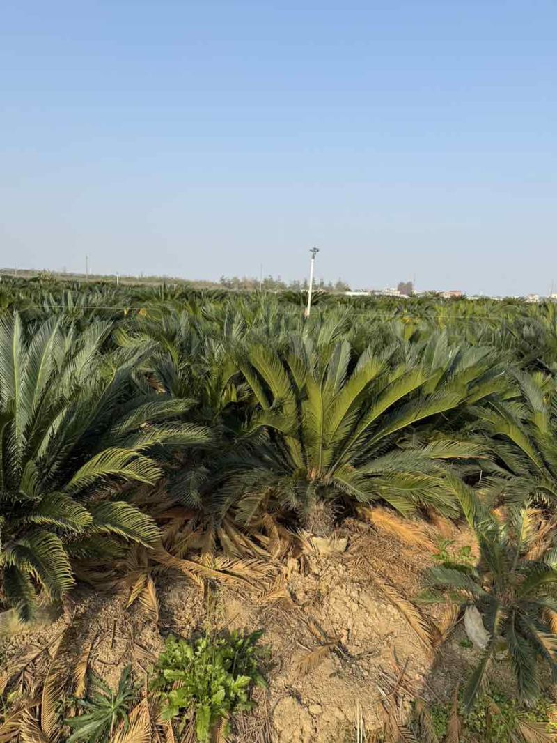 苏铁(铁树)50-200，各种规格，大量低价出售