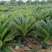 苏铁(铁树)50-200，各种规格，大量低价出售