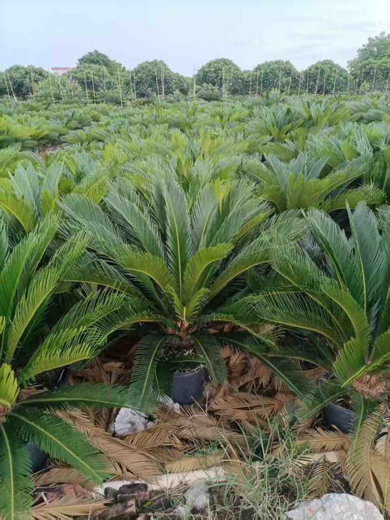 苏铁(铁树)50-200，各种规格，大量低价出售