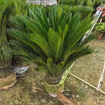 苏铁(铁树)50-200，各种规格，大量低价出售
