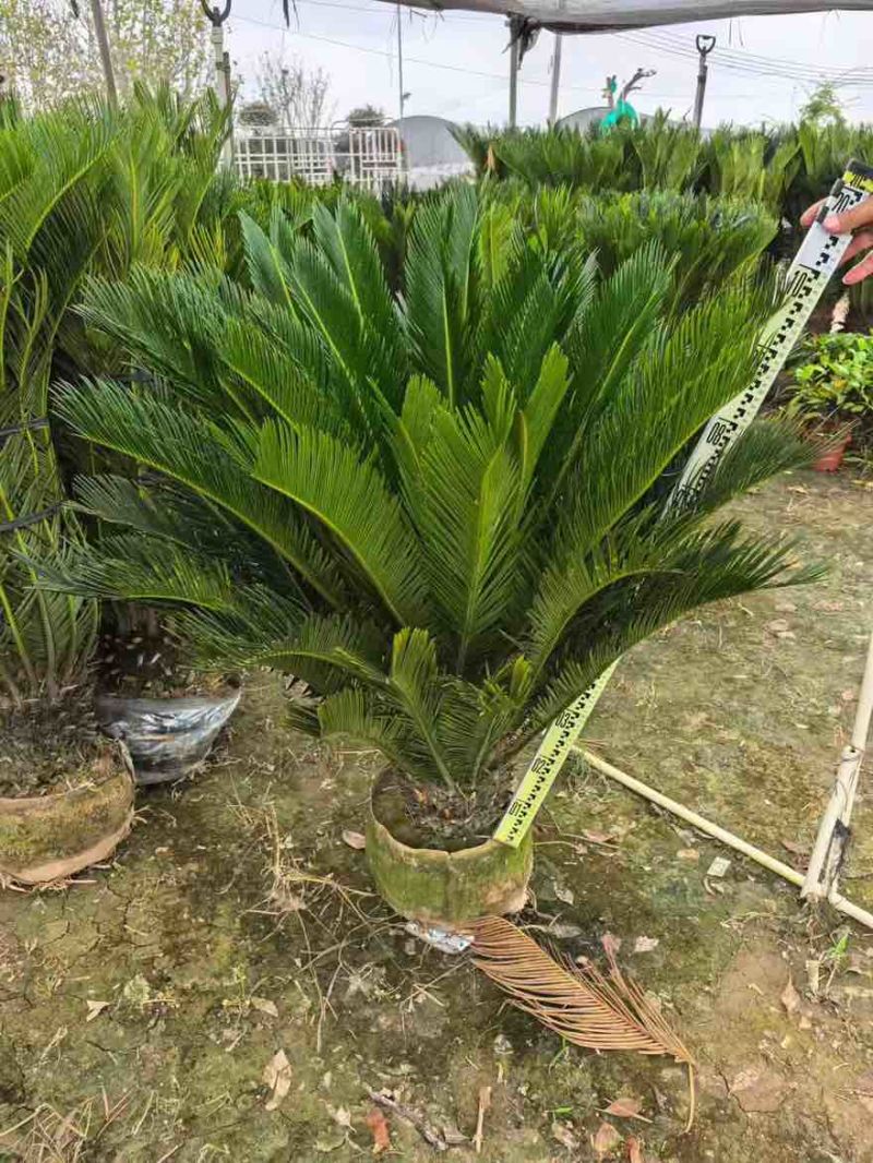 苏铁(铁树)50-200，各种规格，大量低价出售