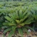 苏铁(铁树)50-200，各种规格，大量低价出售