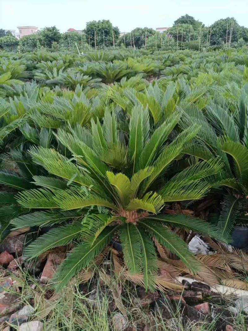 苏铁(铁树)50-200，各种规格，大量低价出售