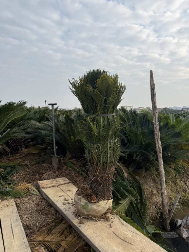 苏铁(铁树)50-200，各种规格，大量低价出售