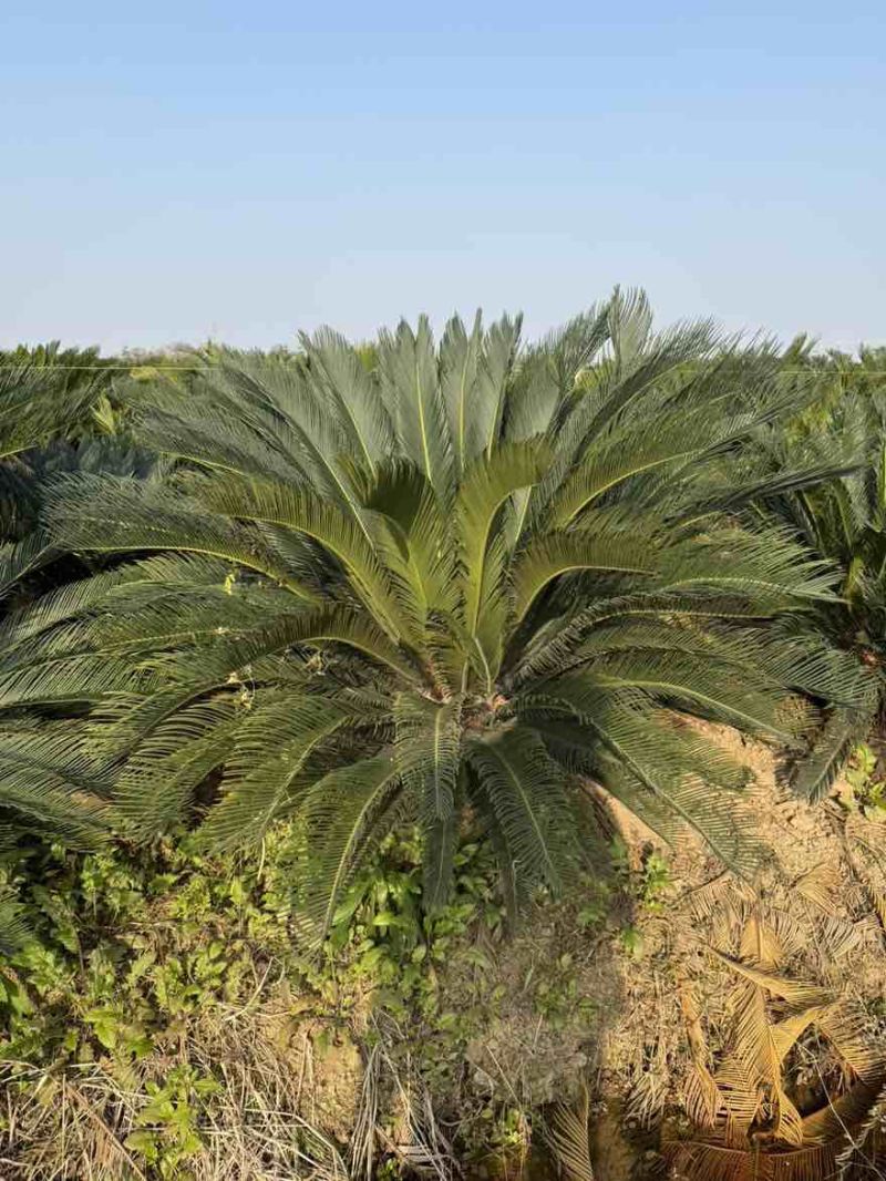 苏铁(铁树)50-200，各种规格，大量低价出售