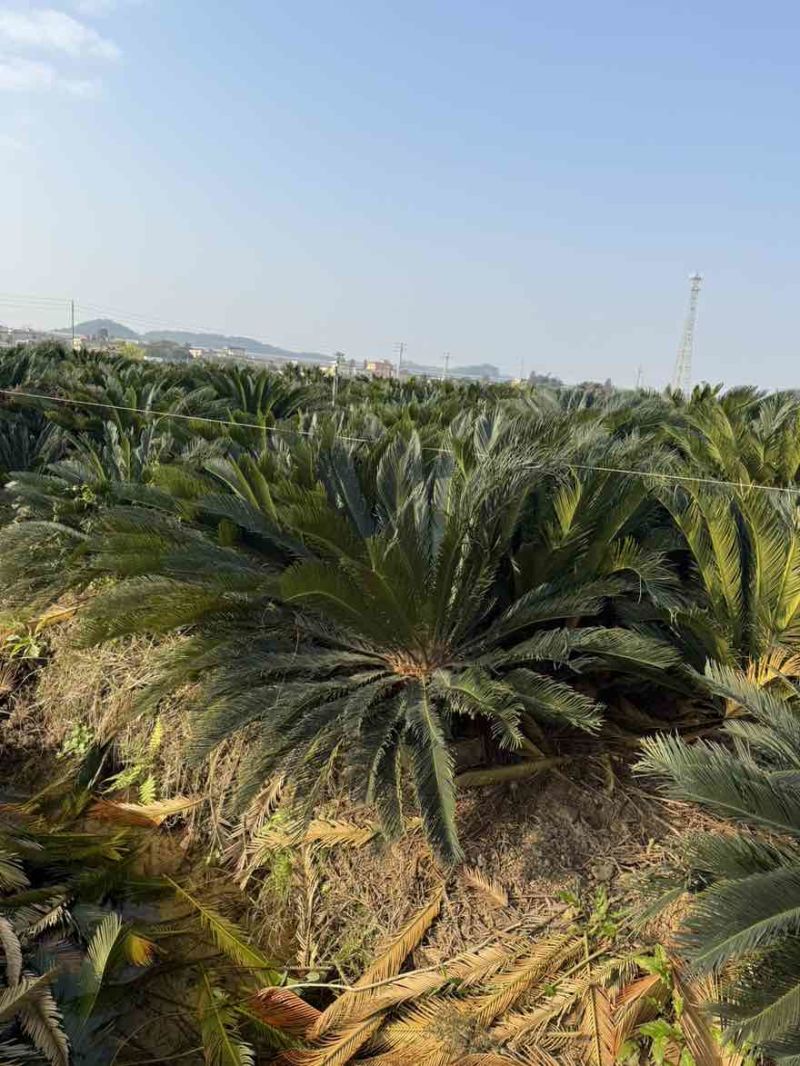 苏铁(铁树)50-200，各种规格，大量低价出售
