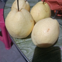 山西祁县酥梨