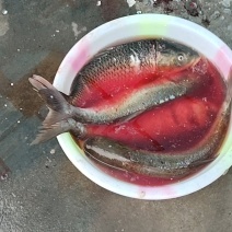 家养塘鱼
