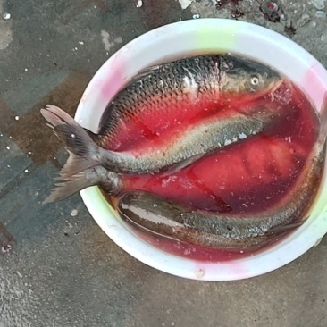 家养塘鱼