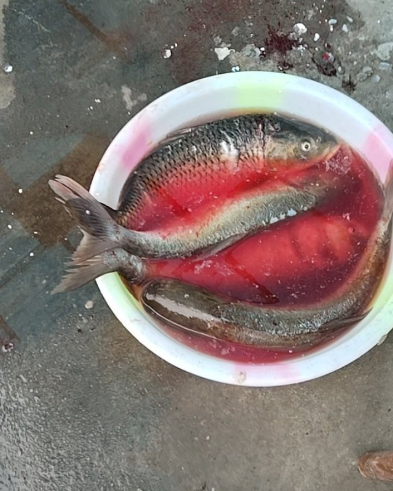 家养塘鱼