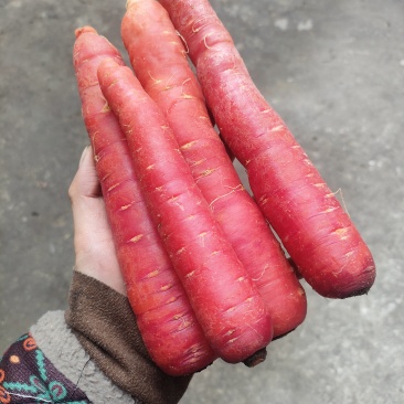 贵州胡萝卜