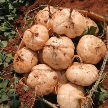 豆薯靓货果型漂亮