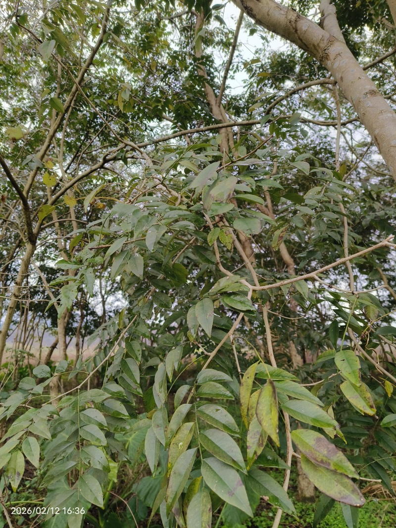 海南黄花梨