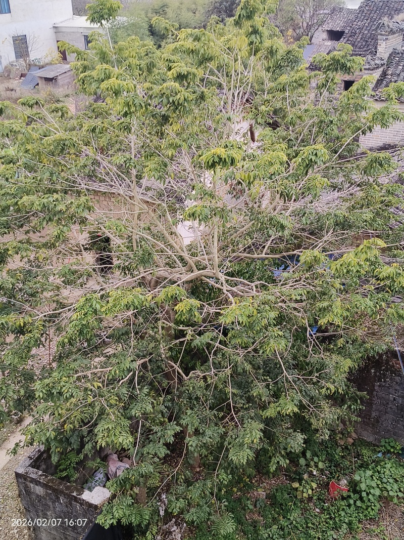 海南黄花梨