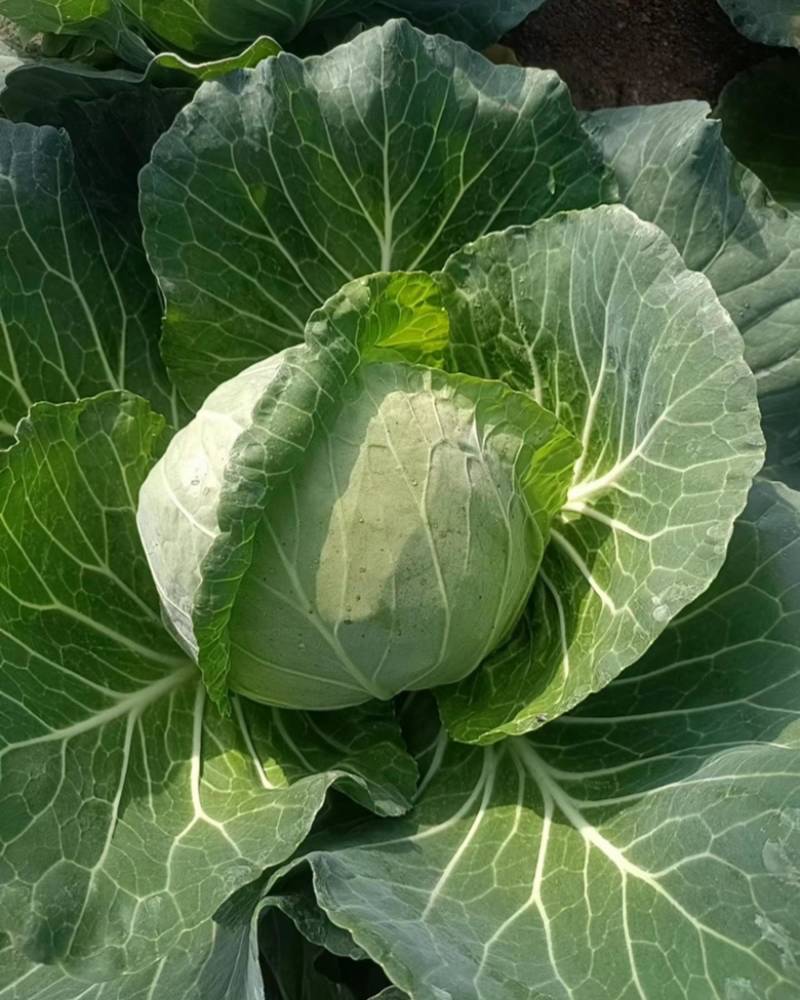 大头菜6000斤