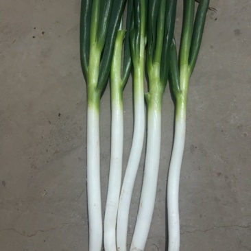 新野刚葱