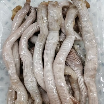 沙虫