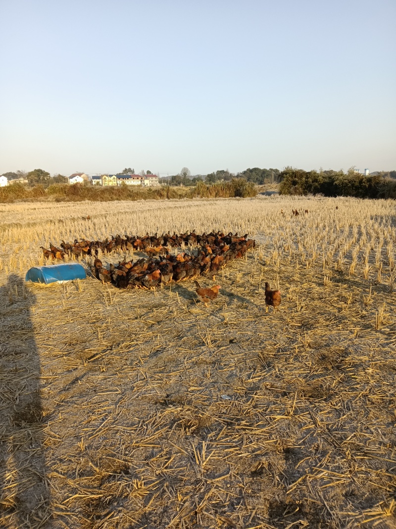 田间散养土鸡