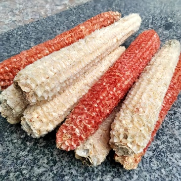 大量出售玉米芯