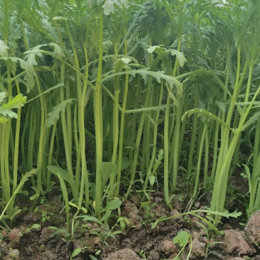 小叶茼蒿菜