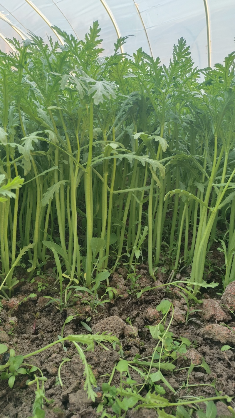 小叶茼蒿菜