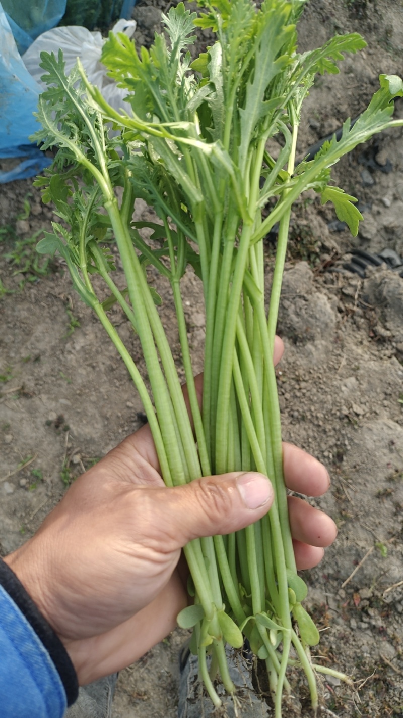 小叶茼蒿菜